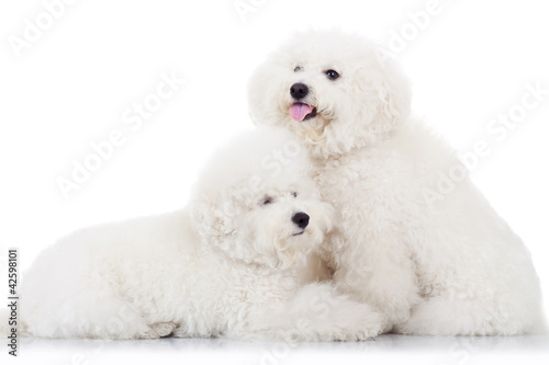 pair of adorable bichon frise puppy dogs
