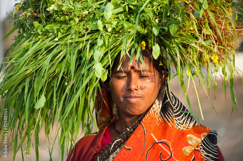 Indian villager woman carrying green grass photo