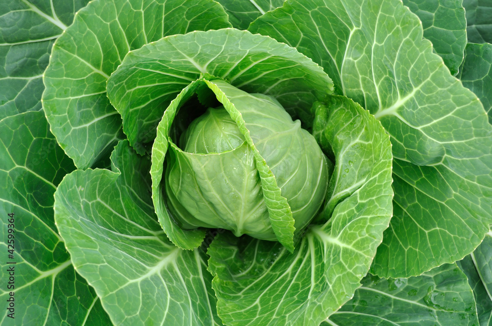 fresh green cabbage fresh green cabbage