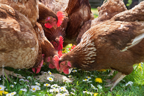 Wall Mural Hens outside in the meadow