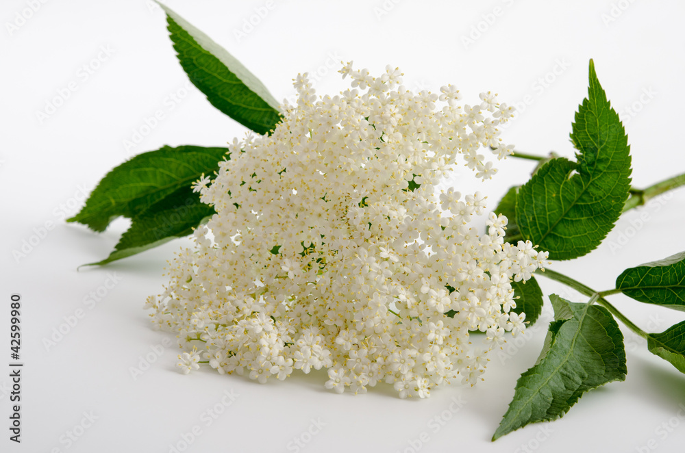 Holunderblüten Stock-Foto | Adobe Stock