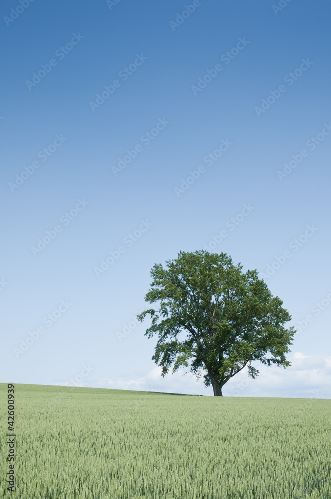Obraz premium Pole pszenicy i wielkie drzewo