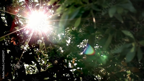 Sole rami