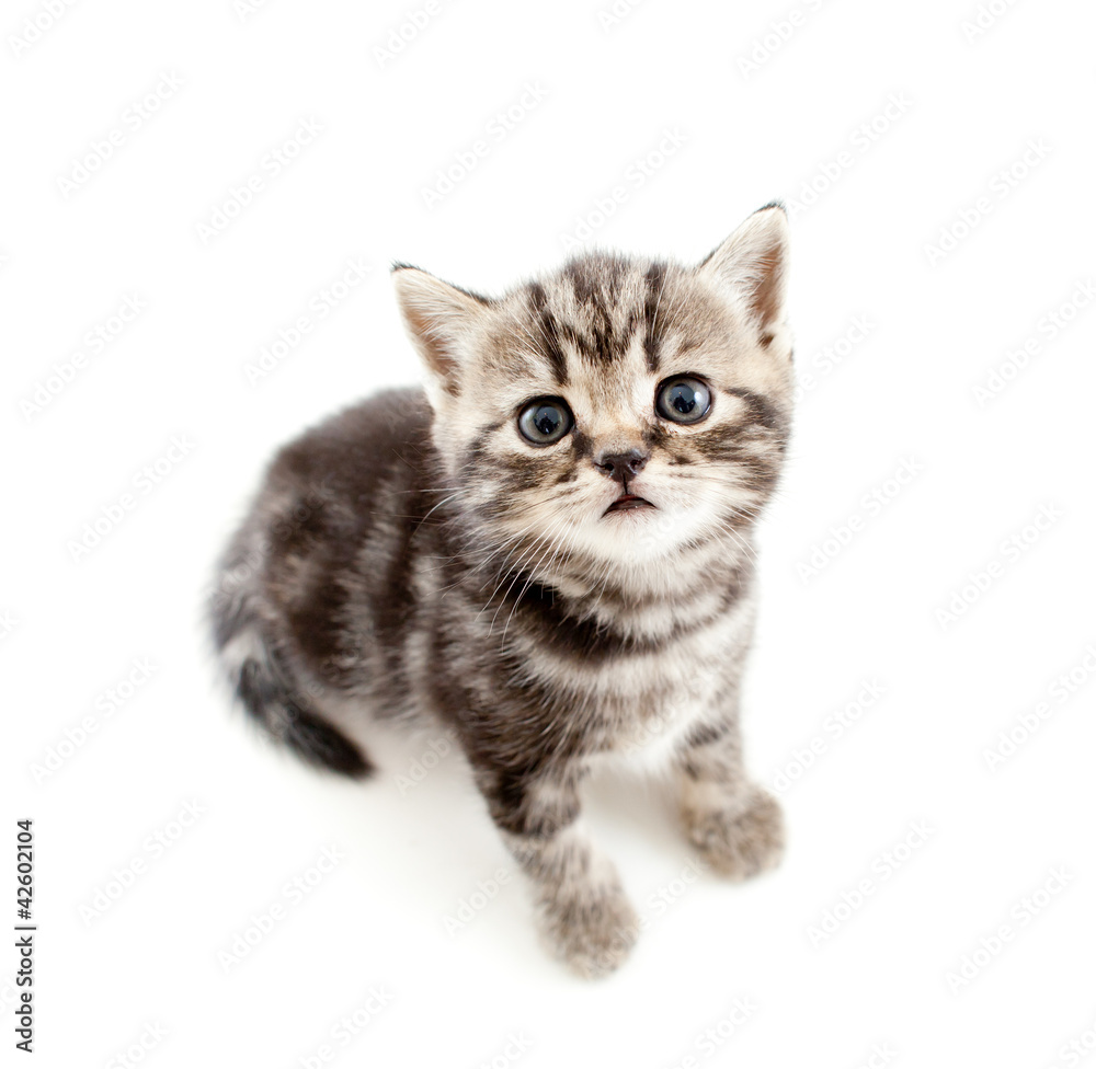 top view of baby cat isolated on white background top view of baby cat isolated on white background