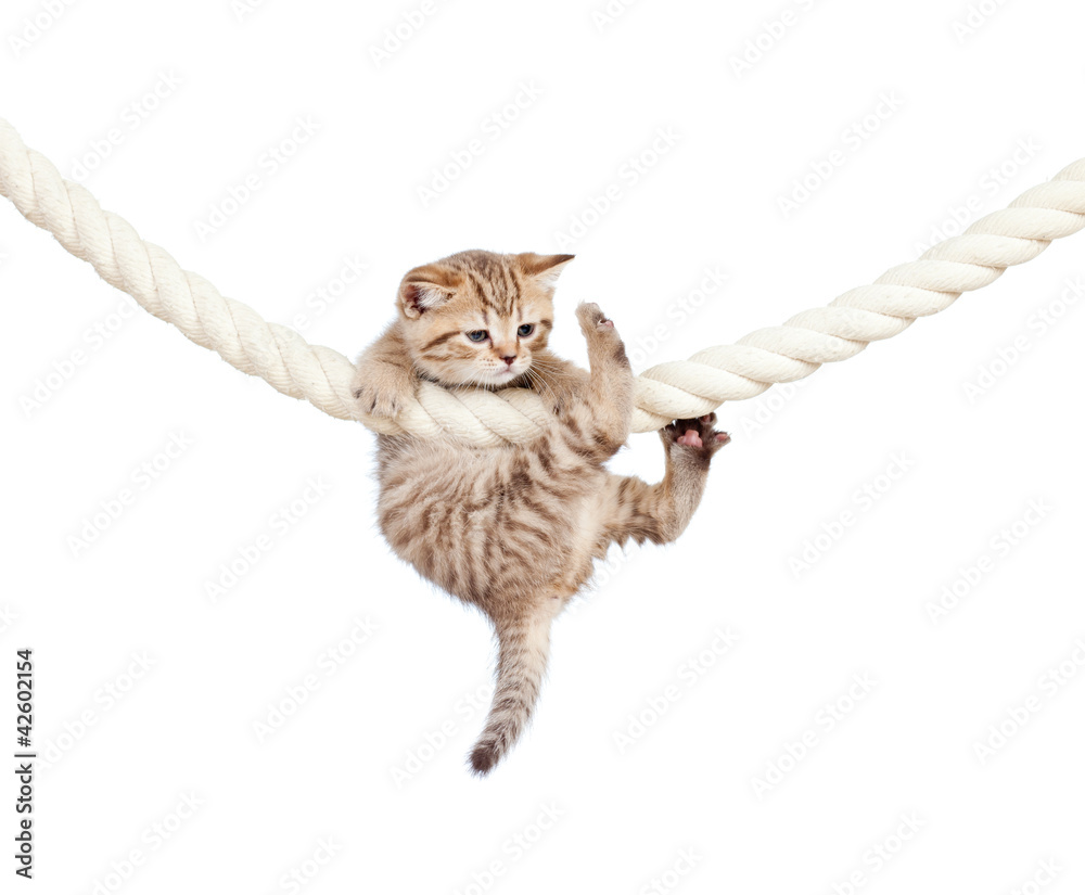 Fototapeta premium mały kot trzymając się liny na białym tle
