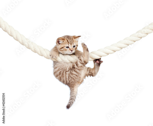 little cat clutching at rope isolated on white background