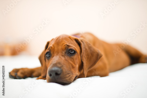 Cute rhodesian ridgeback puppy