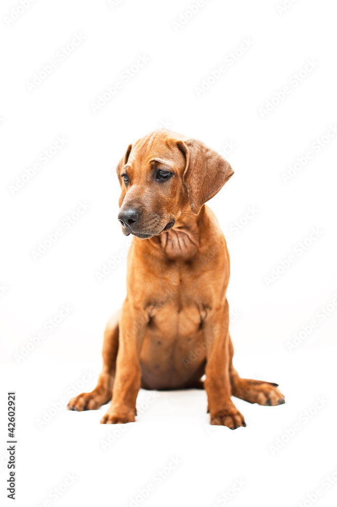 Cute rhodesian ridgeback puppy