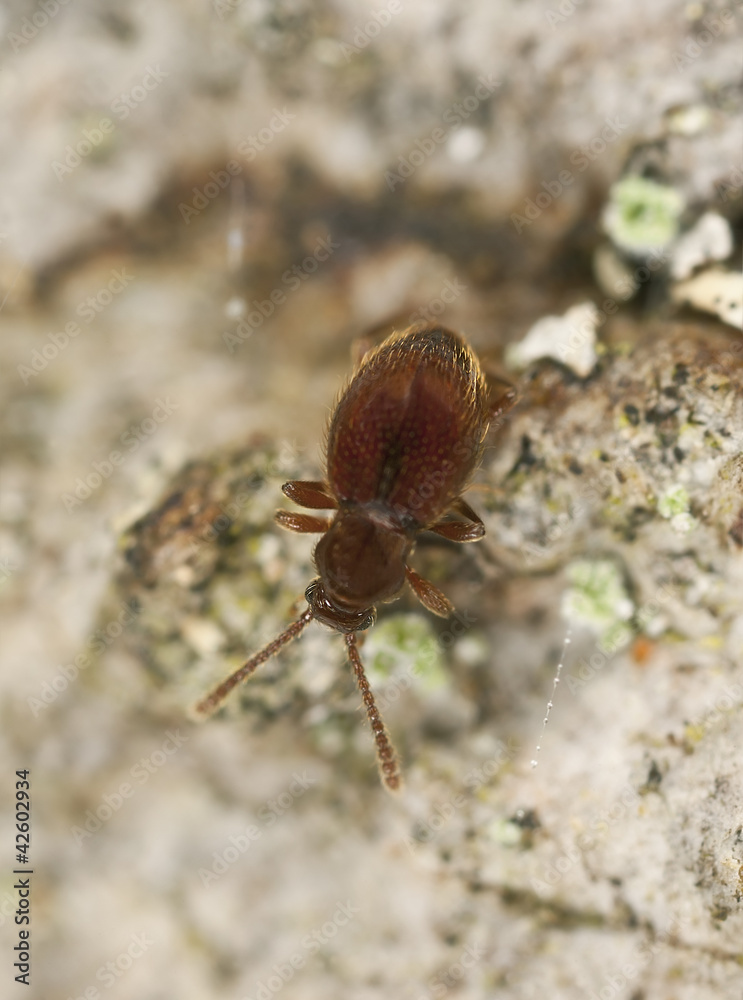 Ant like stone beetle, Scydmaenidae on wood