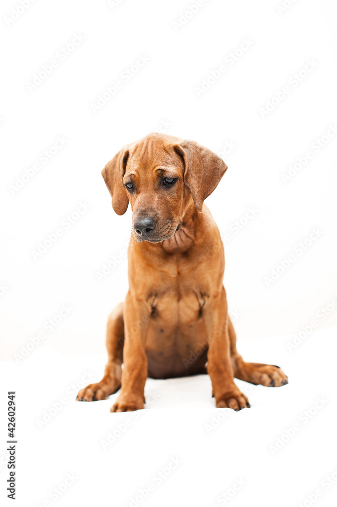 Cute rhodesian ridgeback puppy