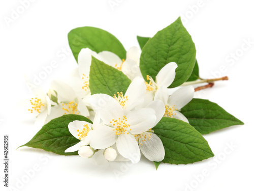 Obraz na plátně Flowers of jasmine