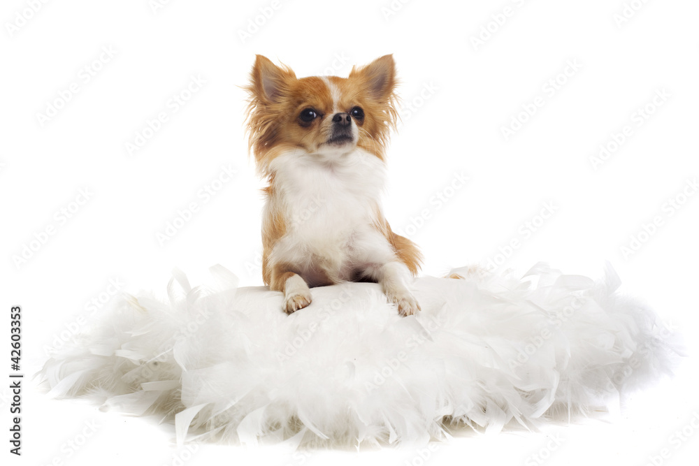 Obraz premium chihuahua