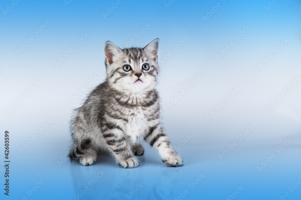 Britain's little kitten Britain's little kitten