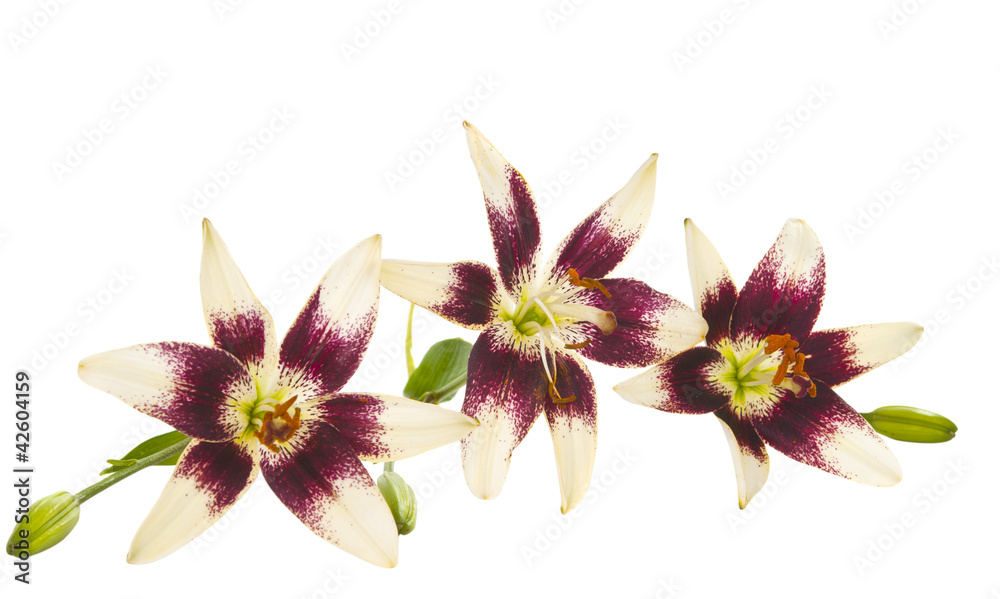 lily flowers isolated