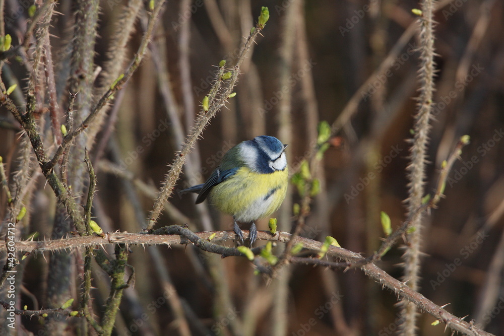 Blue Tit Blue Tit