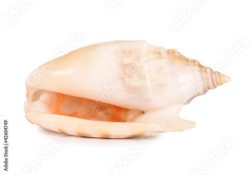 Sea shell isolated on a white