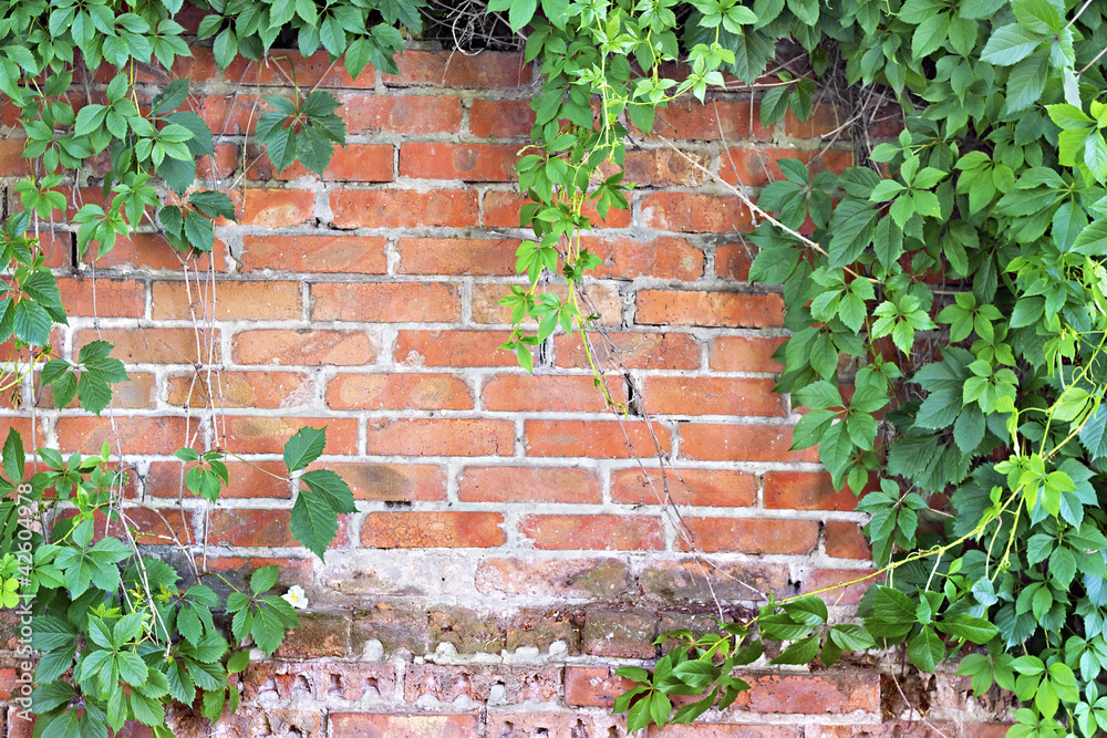 brick wall overgrown with ivy