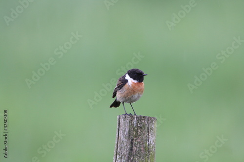 European Stonechat photo