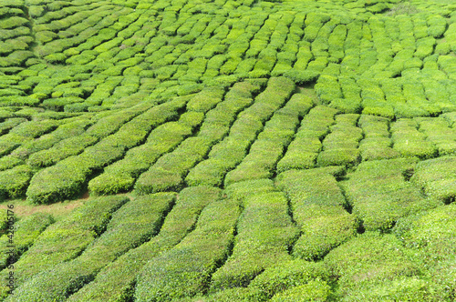 Teeplantage, Camellia Sinensis © ub-foto