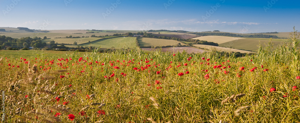 Naklejka premium Poppy field landscape in English countryside in Summer