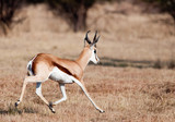 Young Springbok ram stretched out