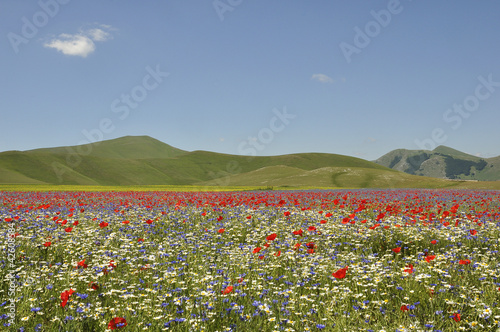 Campo fiorito 2012