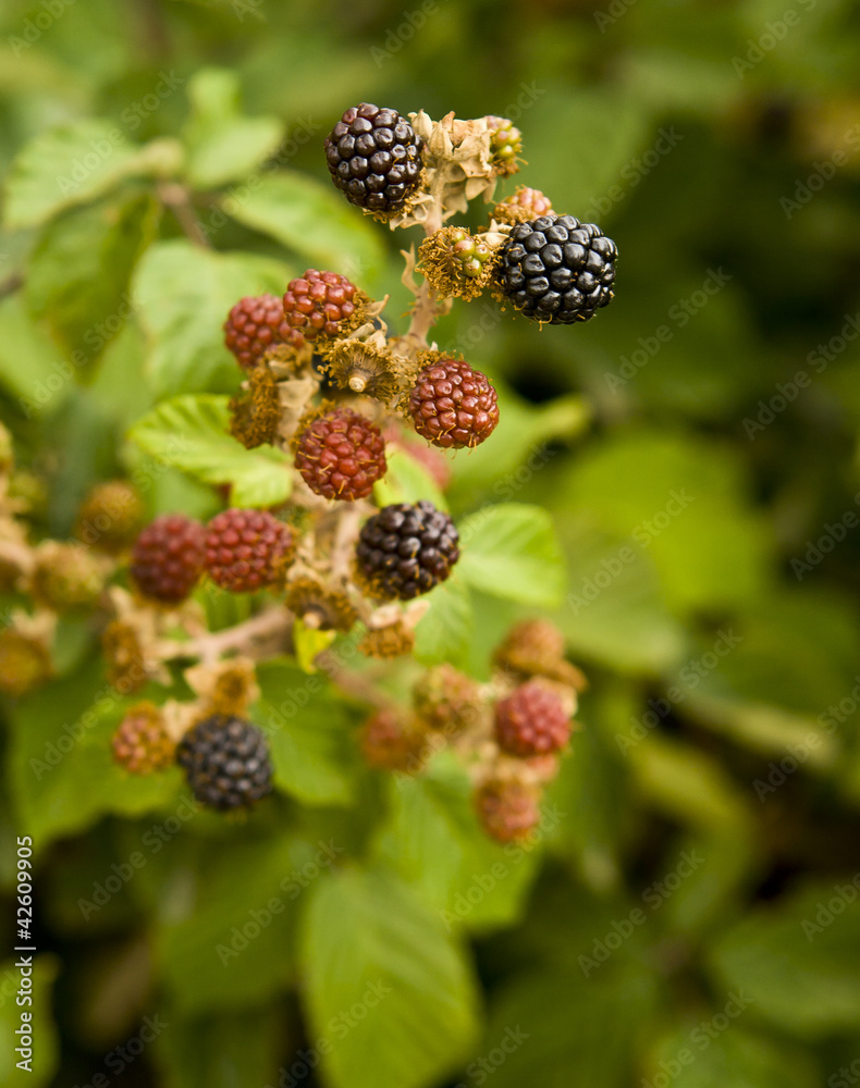 Moras Moras