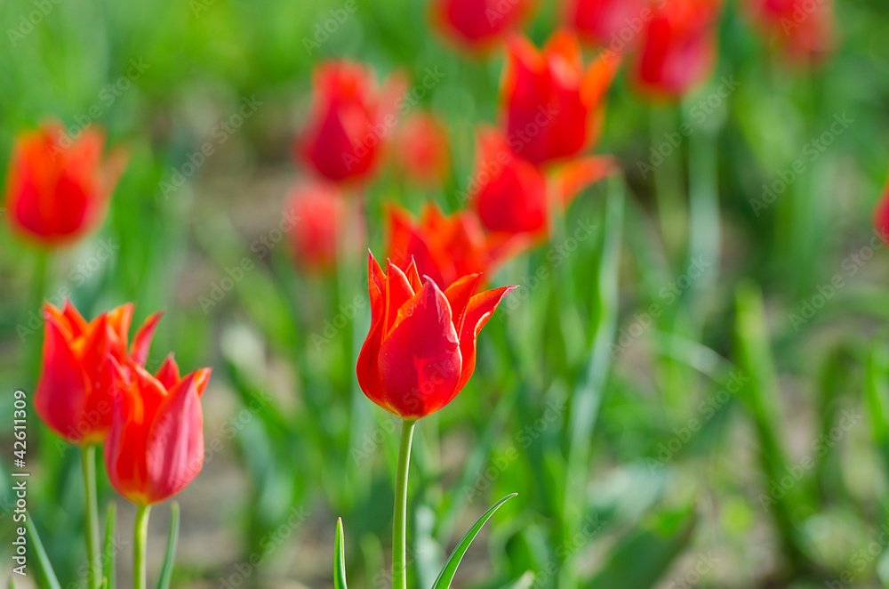 Obraz premium Flowers tulips in the garden