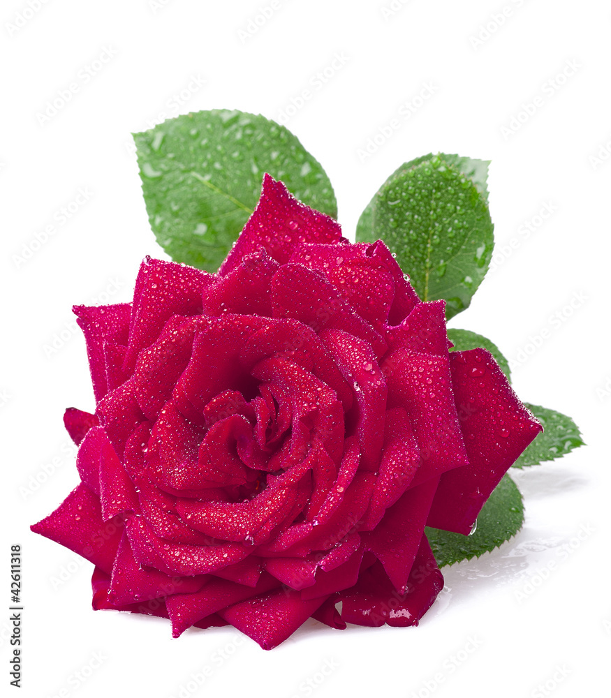 rose