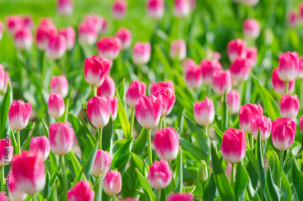 Flowers tulips in the garden