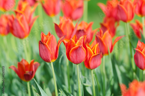 Flowers tulips in the garden