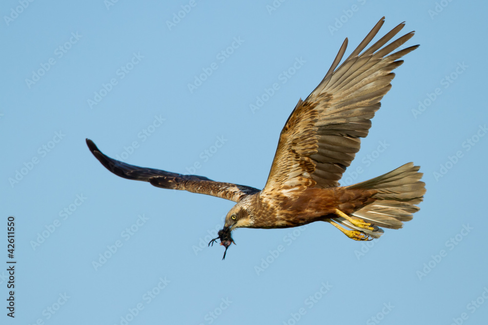 Obraz premium Marsh Harrier in flight and white a prey
