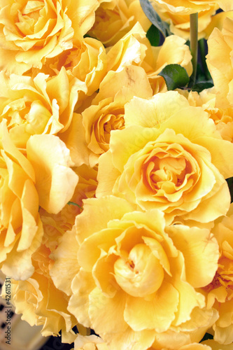 Yellow roses