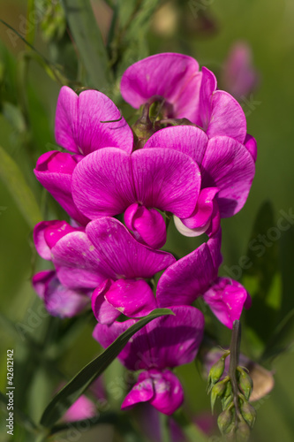 Pink Orchidee