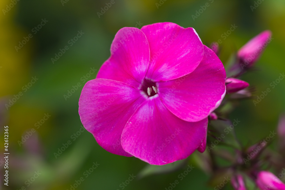 Malve , Malope trifida Malve , Malope trifida