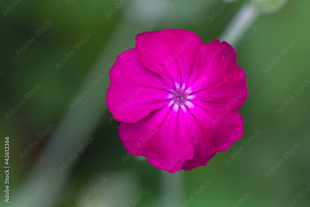 Obraz premium Malve , Malope trifida