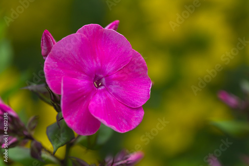 Malve , Malope trifida