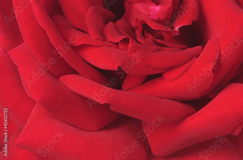 Obraz na płótnie rose w salonie