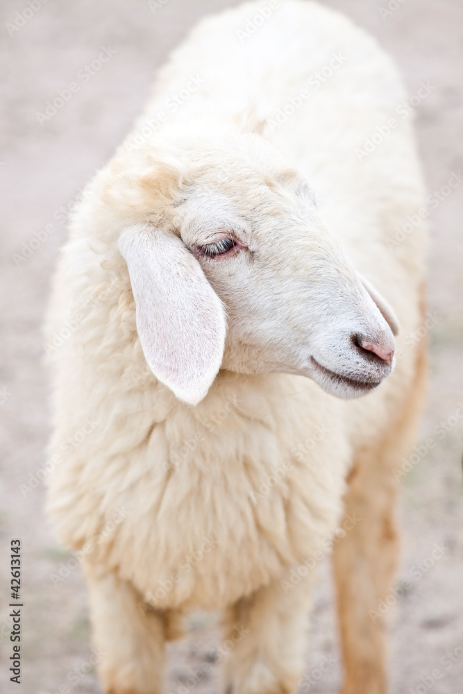 Sheep portrait on a field