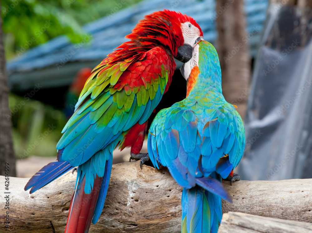Obraz premium couple macaw