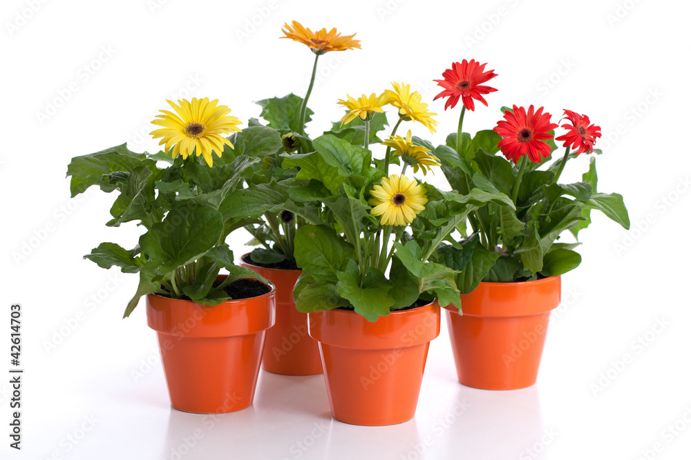 Gerbera daisies in flower pots isolated on white Gerbera daisies in flower pots isolated on white