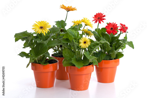 Fototapeta Naklejka Na Ścianę i Meble -  Gerbera daisies in flower pots isolated on white