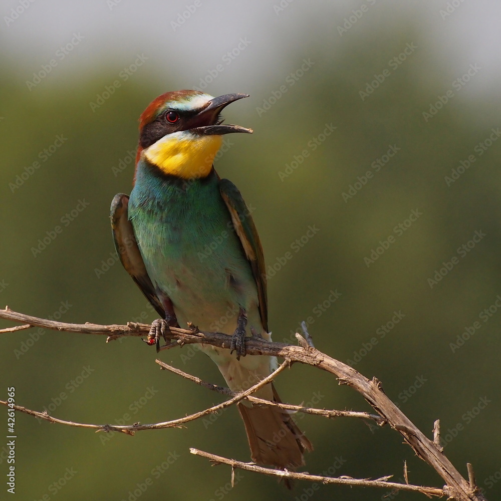 European bee-eater, Merops apiaster European bee-eater, Merops apiaster