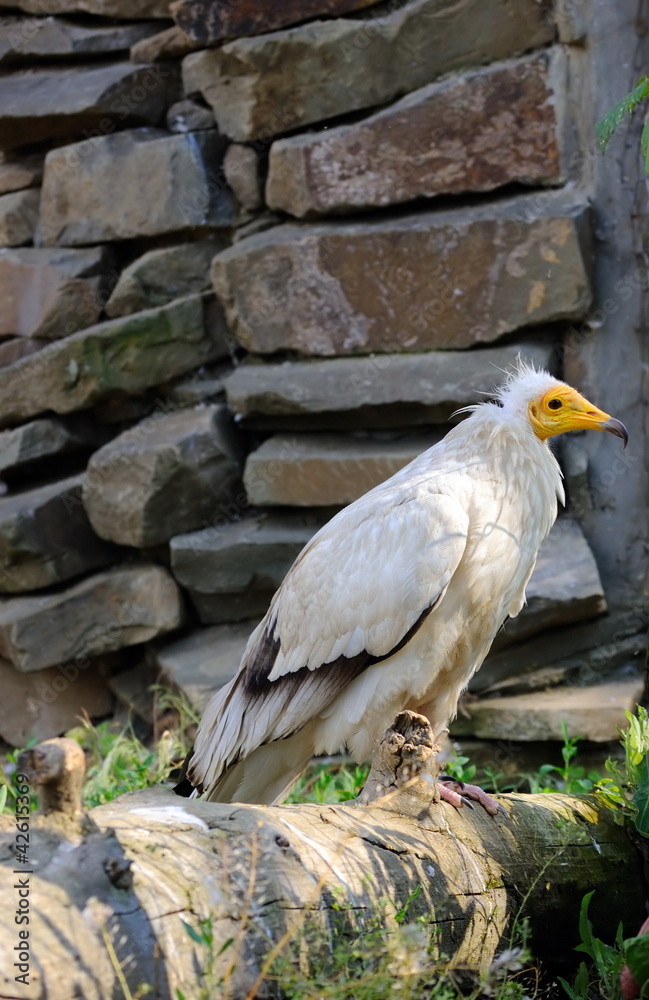 Fototapeta premium Egyptian vulture