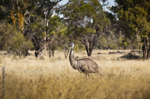 Fototapeta Naklejka Na Ścianę i Meble -  Wild Emu