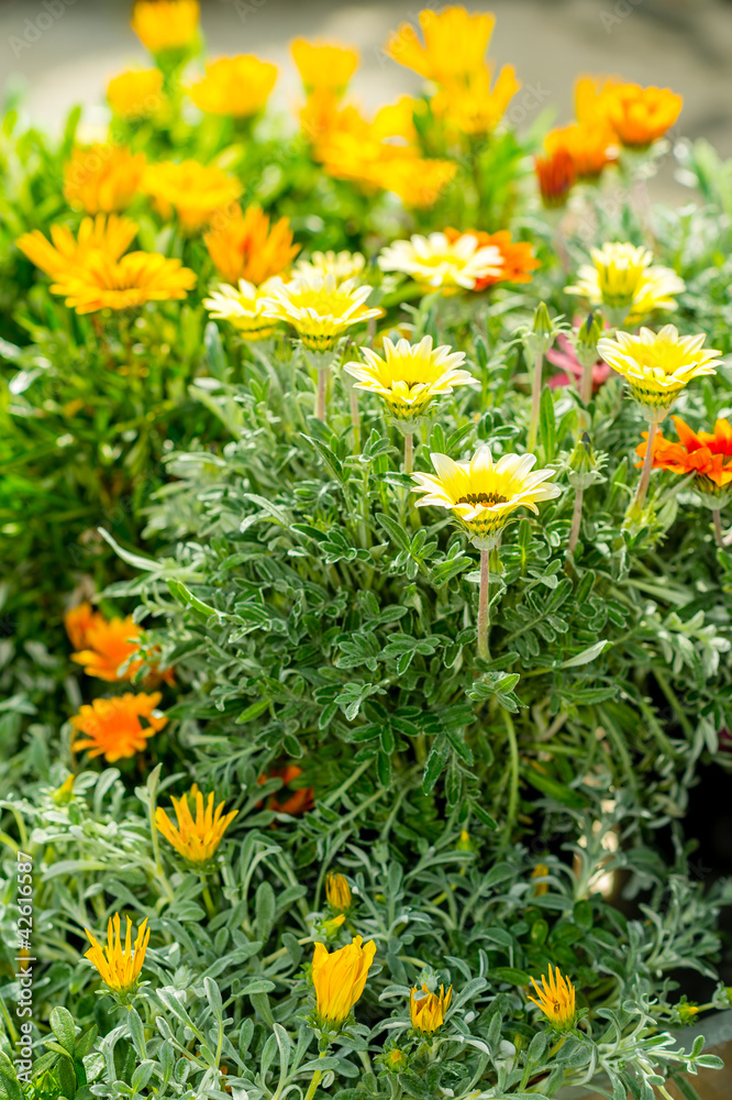 Marigold yellow and orange flowers garden center Marigold yellow and orange flowers garden center