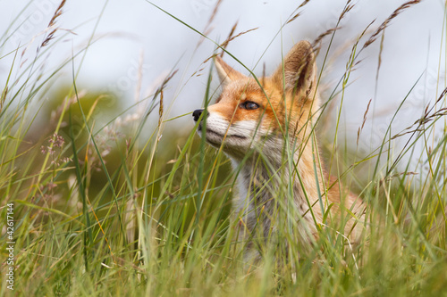 Photography portrait of a red fox cub