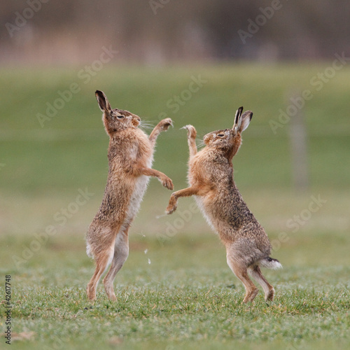 Fototapeta boxing hares