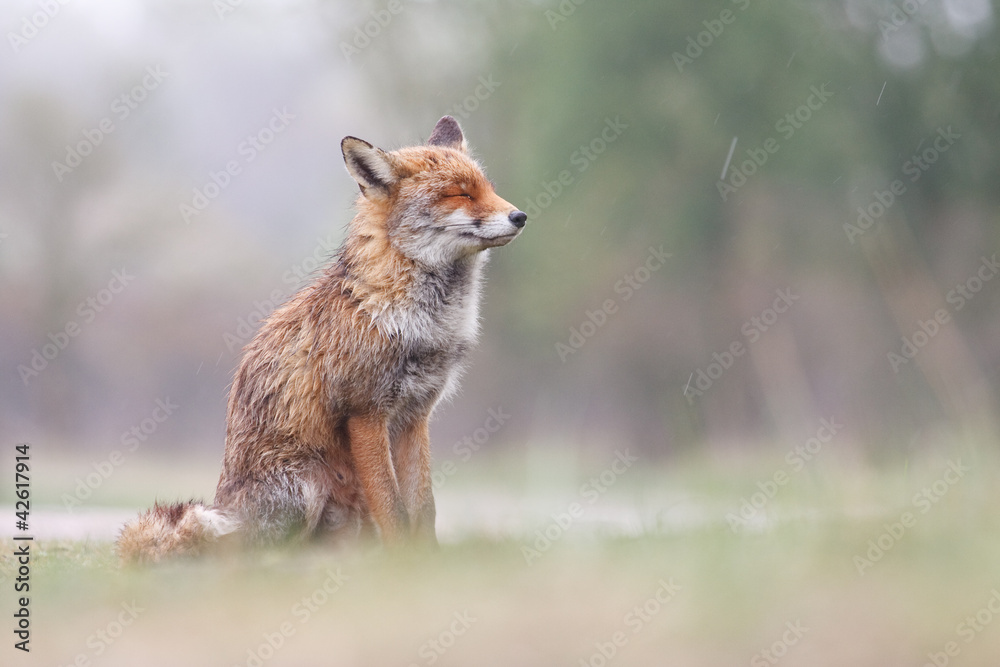 Fototapeta premium dreaming in the rain