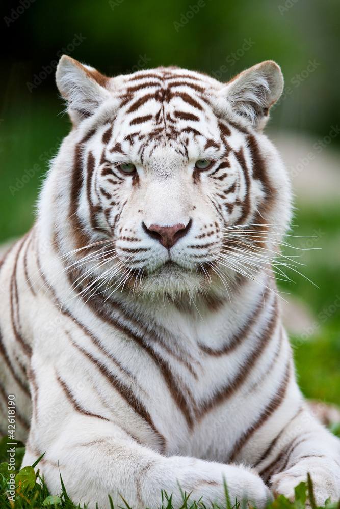 Fototapeta premium Biały Tygrys Bengalski